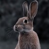 Логотип телеграм канала @natgeowilld — Nat Geo Wild