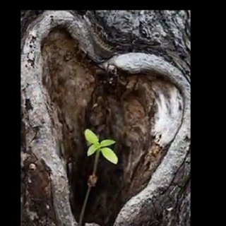 Logo des Telegrammkanals natur_apotheke - Erwachte MENSCHEN Natur Apotheke🌾🎍🎋🌻