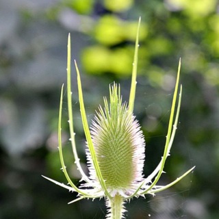 Telegram channel Natur-Seele-Bewusstsein logo