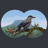 Логотип телеграм канала @naturalistclub — Уральский птицезыр