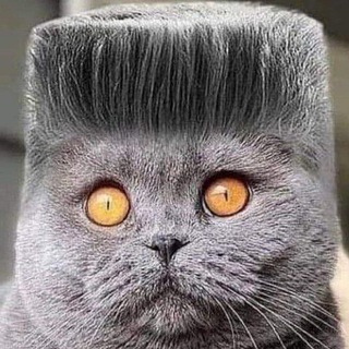 Логотип телеграм канала @nature_picture_foto — природа 🐝 животные 🦊коты😺