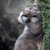 Логотип телеграм канала @natureeess — International Nature channel