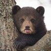 Логотип телеграм канала @naturesciencetgg — Nature science