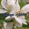 Логотип телеграм канала @naturewithu — Природа с Тобой