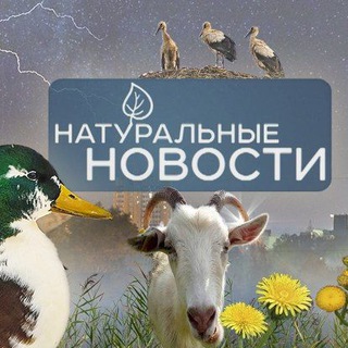 Логотип телеграм канала @naturnovosti — Натуральные новости🌿🌳🍃
