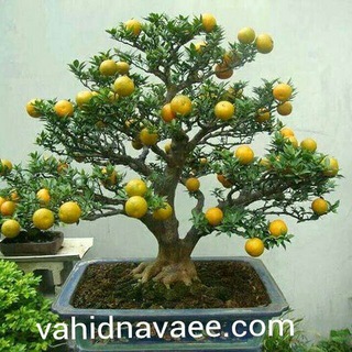 لوگوی کانال تلگرام navaee_vahid — حیات دوباره