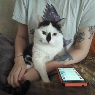 Логотип телеграм канала @navalnythecat — Кот Навальный