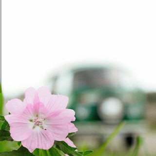 لوگوی کانال تلگرام ne_elz — мүαsм