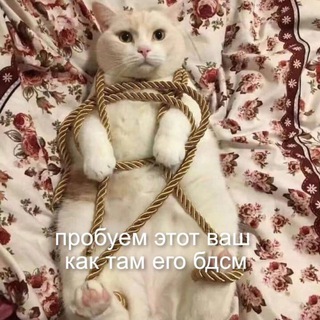 Логотип телеграм канала @nebdsmshica2 — небдсмщица ⛓