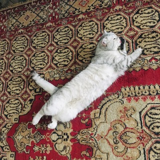 Логотип телеграм канала @nedoraboti — Гедонисты-любители