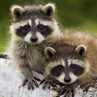 Логотип телеграм канала @need_more_raccoons — Нужно больше енотов