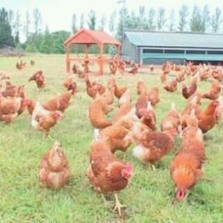 የቴሌግራም ቻናል አርማ negatefarms — Negate farms ንጋት ዶሮ እርባታ