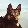 Логотип телеграм канала @negent — Походы по Крыму и Кавказу: Тургруппа Шабанова