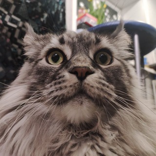 Логотип телеграм канала @nekitakot — Шелдон с Телеграмом