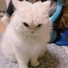 Логотип телеграм канала @neklogovo — Потайное Логово Нека
