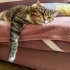 Логотип телеграм канала @nesmesta — Не с места событий