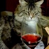 Логотип телеграм канала @netolkovino — Не только вино