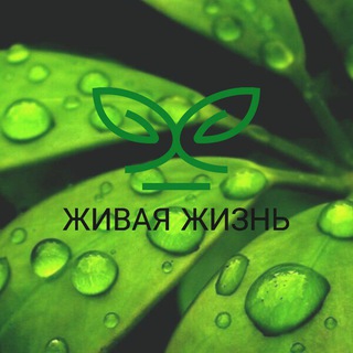 Логотип телеграм канала @newrast — Живая жизнь🐻☘