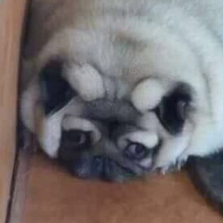 Логотип телеграм канала @nexeos_fuck — Public Enemies