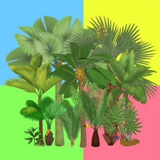 Логотип телеграм канала @nftpalm — NFT Palm