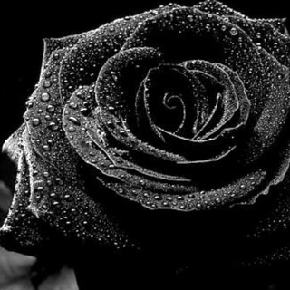 Логотип телеграм канала @ni_novgorod — 🌹ВПИСКИ🌹ЭСКОРТ🌹ВСТРЕЧИ🌹ДОСУГ🌹ЗНАКОМСТВА🌹НИЖНИЙ НОВГОРОД🌹