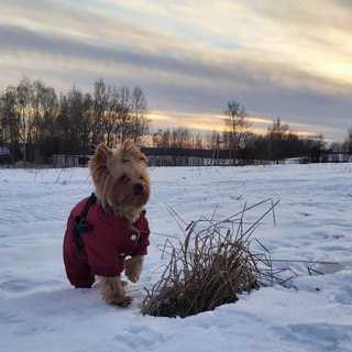 Логотип телеграм канала @nicenotesaboutdogs — Приятные заметки о собаках🐕