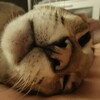 Логотип телеграм канала @nick_the_cat — Я работаю котом