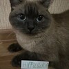 Логотип телеграм канала @nifishkarrr — •nifishka•