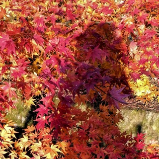 Логотип телеграм канала @nihonica — Nihonica 🍁