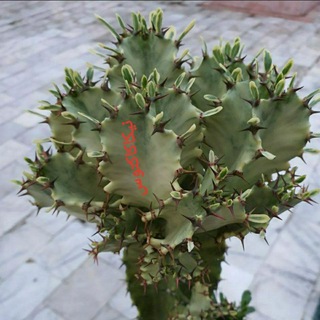 لوگوی کانال تلگرام nika_cactus_gorgan — ❤نیکاکاکتوس ❤