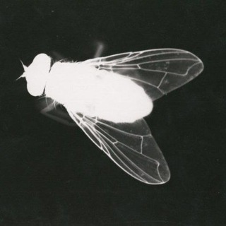 Логотип телеграм канала @nikomunenado — кэти муха
