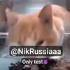 Логотип телеграм канала @nikrussiaaa — BLACK RUSSIA(test server) || by warrios