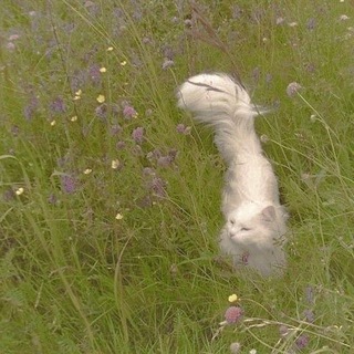 Логотип телеграм канала @nila_toca — 🌾♾️🅳🅾🅼🅸🅺 🆄 🅾🆉🅴🆁🅰♾️🌾🌾