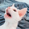 Логотип телеграм канала @ninetailed69 — Госпожа Кутежа