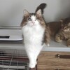 Логотип телеграм канала @niyas_sanc — Niya's Sanctuary. Приют имени Нии