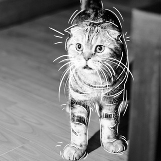 Логотип телеграм -каналу nlpmeowsback — новий кіт нлп