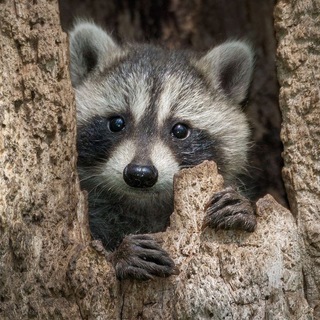 Логотип телеграм канала @no_raccoons — Без енотов / No raccoons!