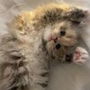 Логотип телеграм канала @no_mist — я хочу