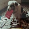 Логотип телеграм канала @nokiddingpress — издательство без шуток