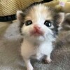 Логотип телеграм канала @nomeraiakki — аккаунт в тг купить