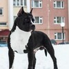 Логотип телеграм канала @nordkeeperast — Nord Keeper Kennel