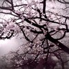 Логотип телеграм канала @norikami_tt — ࣪ ㍎ ࣭ ࣰ 𝔫𝔫𝔬𝔯𝔦𝔨𝔞𝔪𝔦ׄ⟡ ܸ ׄ⟡۰
