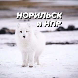Логотип телеграм канала @norilskv — Норильск • Талнах • НПР