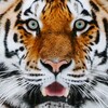 Логотип телеграм канала @normtigers — Тигрята — вакансии про контент