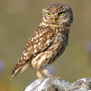Telegram channel Північний Сич 🦉 logo