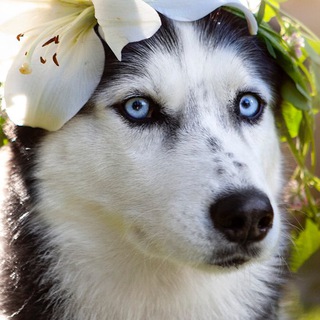 Логотип телеграм канала @northyukihusky — North Yuki Husky