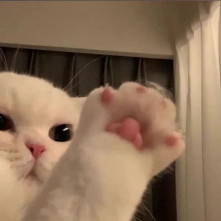 Логотип телеграм канала @nostress_cats — котята от стресса 🌸