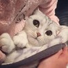 Логотип телеграм канала @notesalmay — Записки Al May.