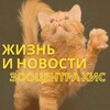 Логотип телеграм канала @novosti_kis — Жизнь Зооцентра КиС🦮🐈