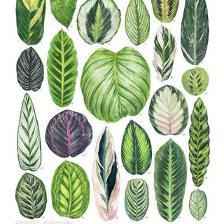 Логотип телеграм канала @nowiwannabeyourplant — Now I wanna be your 🌿 plant